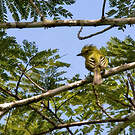 Platyrhynque à poitrine jaune