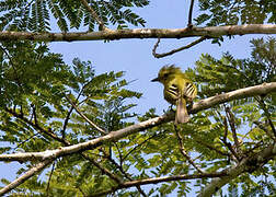 Ochre-lored Flatbill