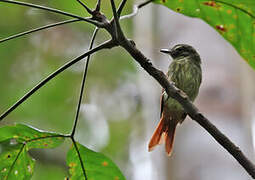 Rufous-tailed Flatbill