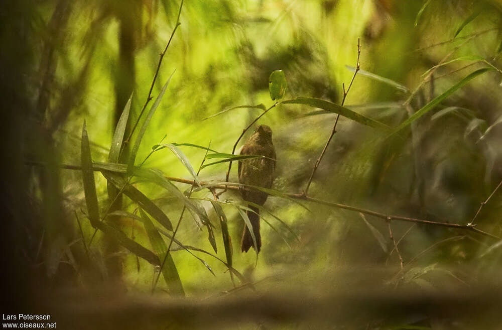 Dusky-tailed Flatbill, identification