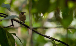 Golden-crowned Spadebill