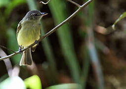 Yellow-olive Flatbill