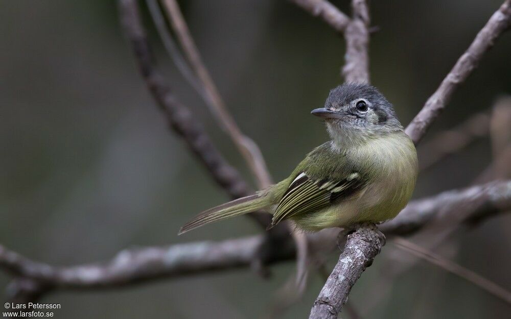 Platyrhynque jaune-olive