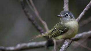 Yellow-olive Flatbill