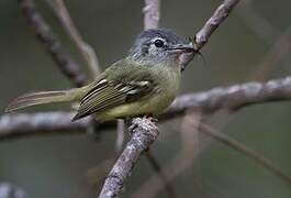 Yellow-olive Flatbill