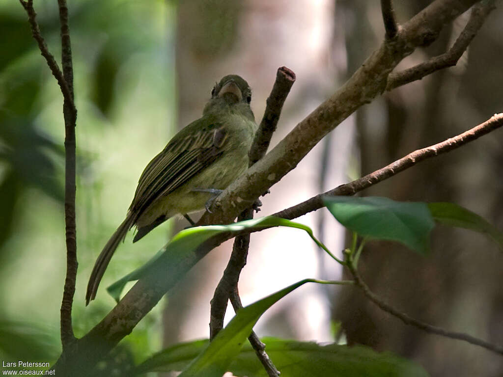 Olivaceous Flatbill, habitat, pigmentation