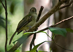 Eastern Olivaceous Flatbill