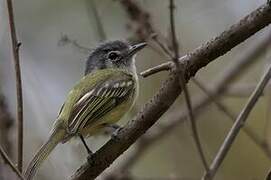 Grey-crowned Flatbill