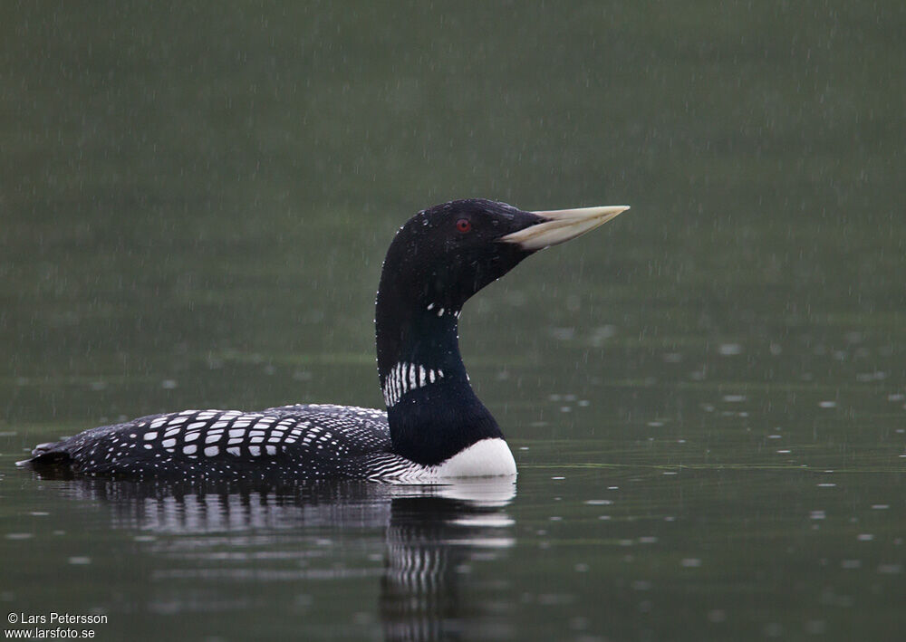 Yellow-billed Loon