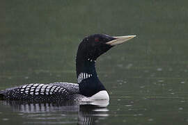 Yellow-billed Loon