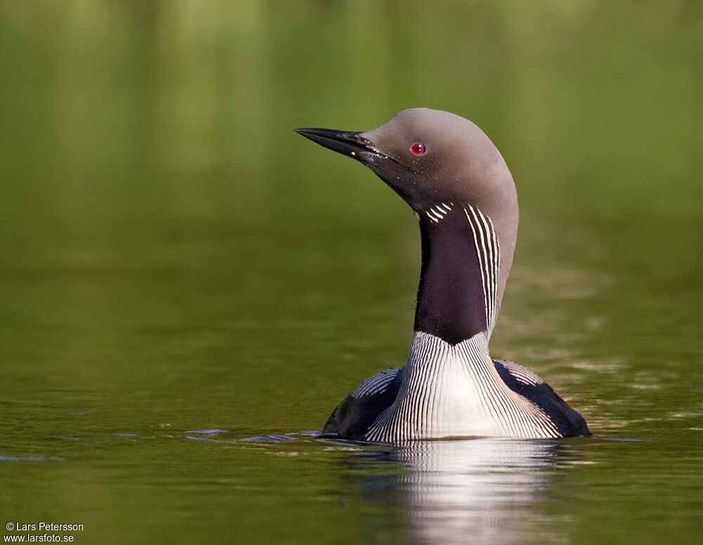 Plongeon arctique