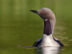 Plongeon arctique