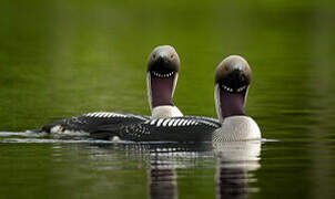 Black-throated Loon