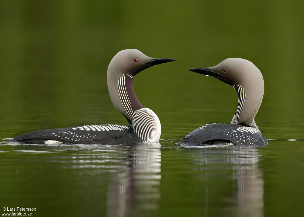 Black-throated Loon