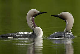 Black-throated Loon