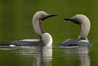 Plongeon arctique