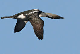 Black-throated Loon