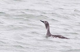 Red-throated Loon