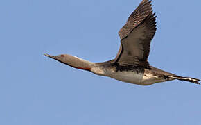 Red-throated Loon