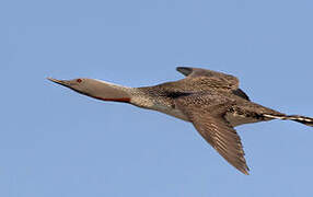 Red-throated Loon