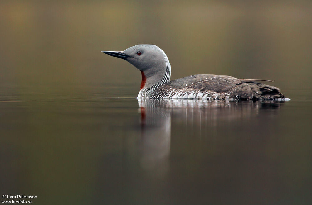 Red-throated Loon