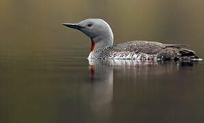 Red-throated Loon