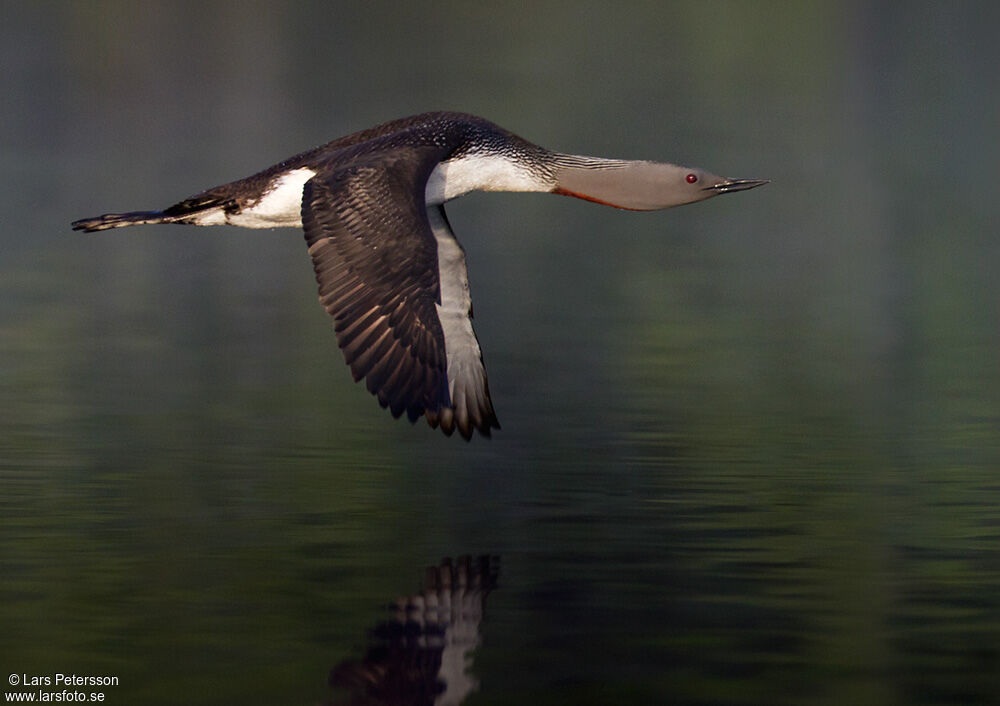 Plongeon catmarin