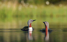 Red-throated Loon