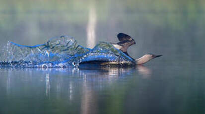 Plongeon catmarin