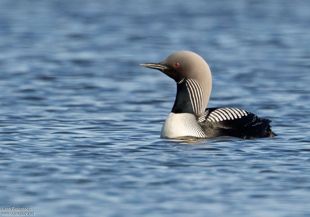 Pacific Loonadult, close-up portrait