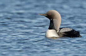 Plongeon du Pacifique