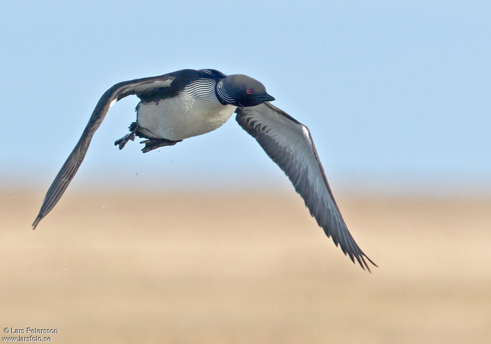 Pacific Loon