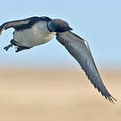 Plongeon du Pacifique