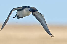 Pacific Loon