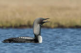 Plongeon du Pacifique