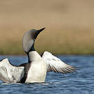 Plongeon du Pacifique