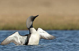 Pacific Loon