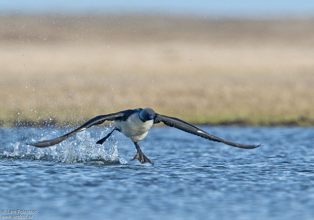 Pacific Loon