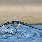 Plongeon du Pacifique