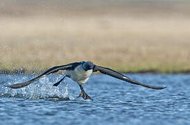 Plongeon du Pacifique