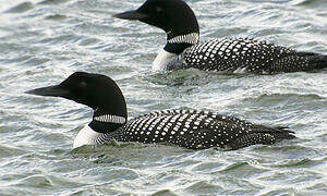 Common Loon