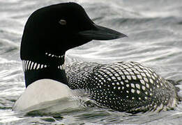 Common Loon