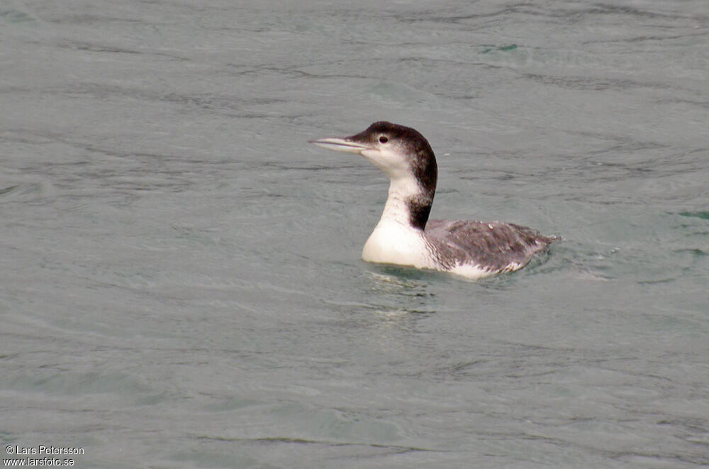 Common Loon