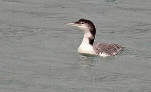 Common Loon