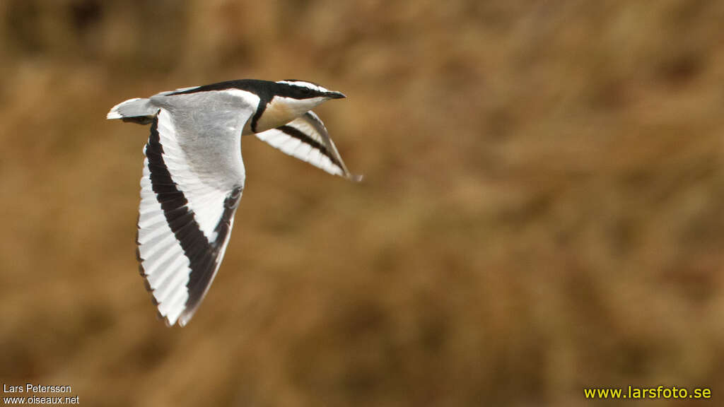 Egyptian Ploveradult, pigmentation, Flight