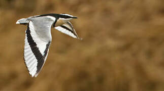 Egyptian Plover