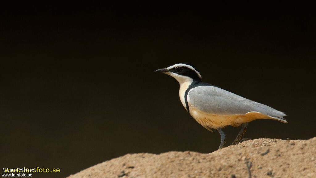 Egyptian Plover