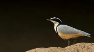 Egyptian Plover