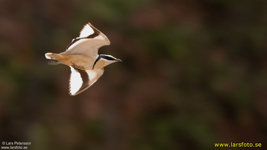 Egyptian Plover