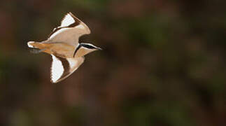 Egyptian Plover